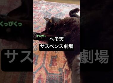 火サス猫 #cat #猫のいる暮らし #セルカークレックス #ブリティッシュショートヘア