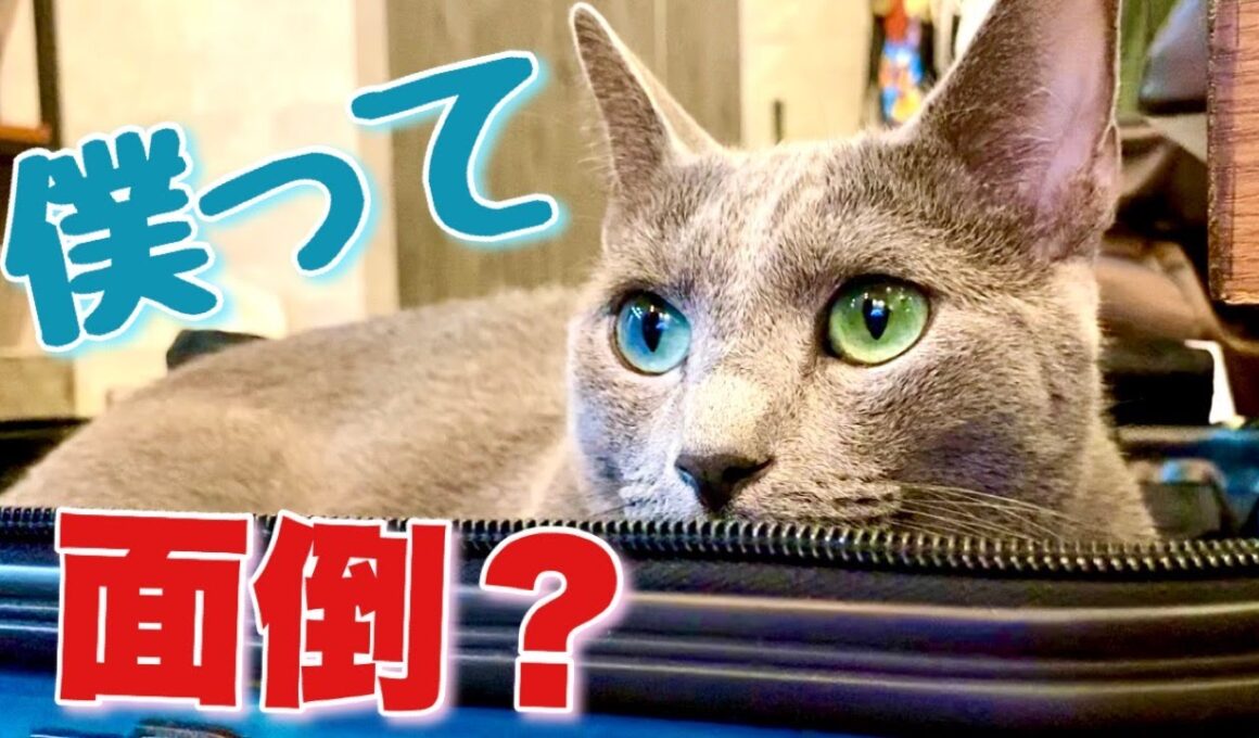 ロシアンブルー|猫を飼う心構え~向いていない人？[Russian Blue]