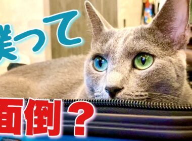 ロシアンブルー|猫を飼う心構え~向いていない人？[Russian Blue]