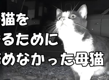 子猫を守り続けた母猫が、親子で暮らせるようになるまで