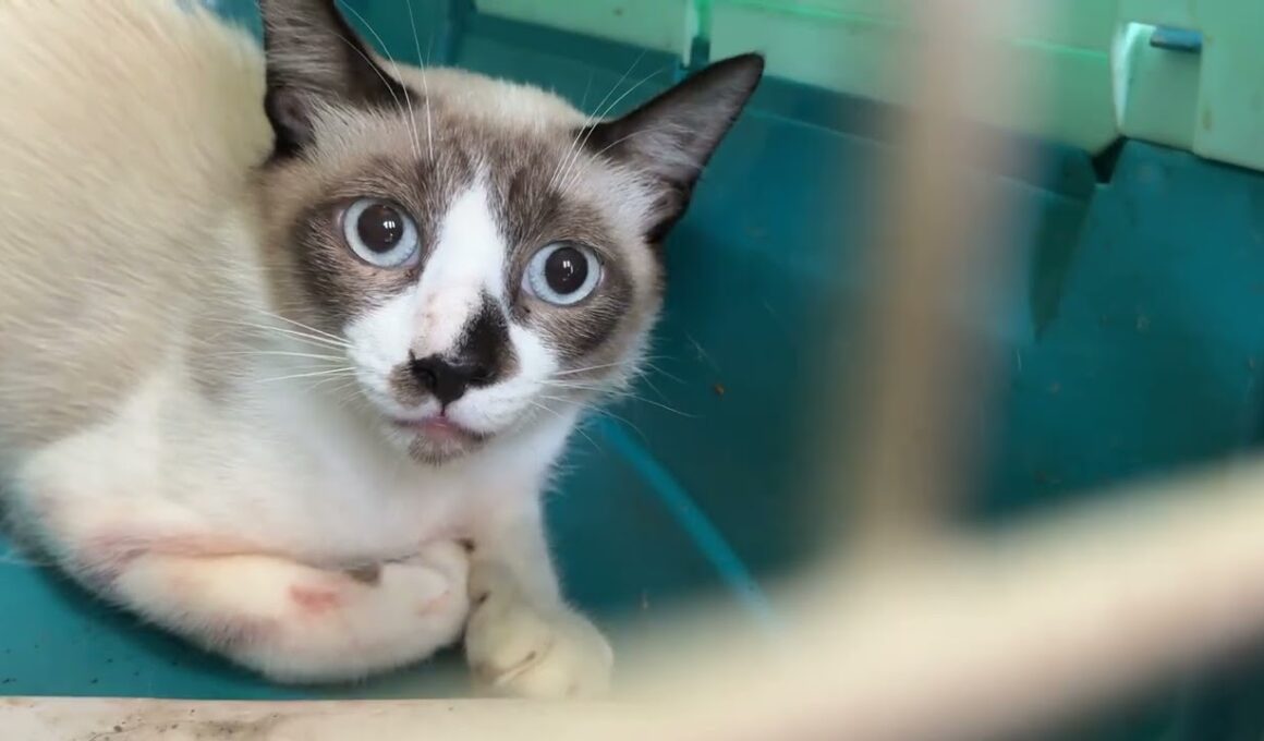 シャム猫のパンダ、なんとかケージに。これから去勢で病院に②　黒猫の黒夢は、2回目の三種ワクチン