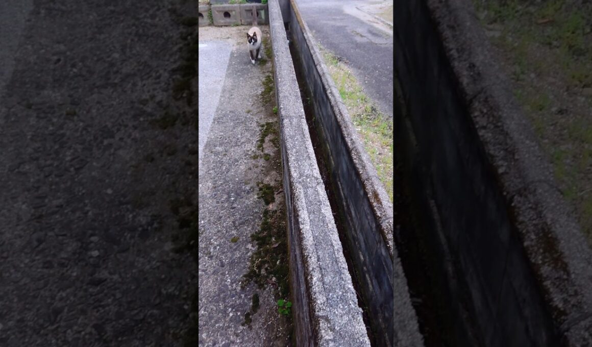 朝のシャム猫さん🐾#猫 #ねこ #cat #Shorts