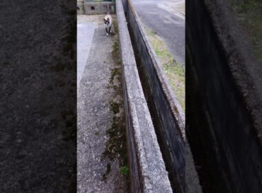 朝のシャム猫さん🐾#猫 #ねこ #cat #Shorts