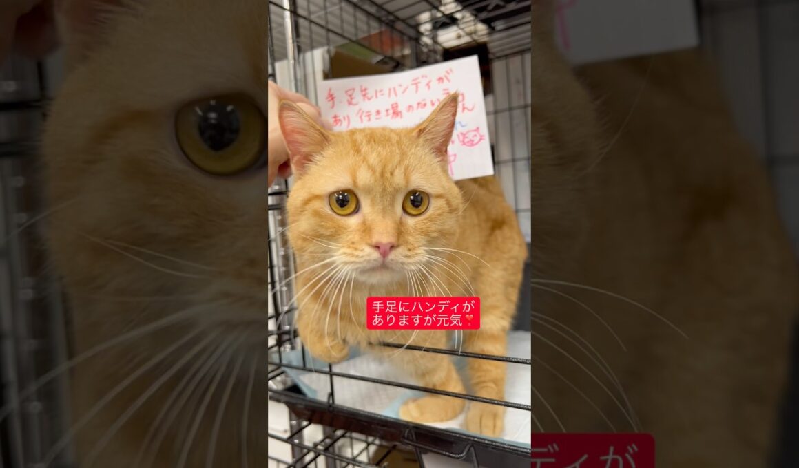 #里親さま募集”アメリカンカールの男の子（1歳未満）です。手足に少しハンディがありますが、とても愛らしい子です。行き場がなく 行可哀想だったのでアゴネコにて受け入れました。