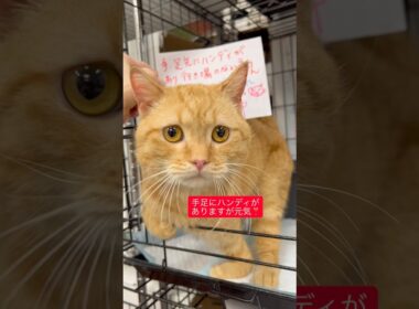 #里親さま募集”アメリカンカールの男の子（1歳未満）です。手足に少しハンディがありますが、とても愛らしい子です。行き場がなく 行可哀想だったのでアゴネコにて受け入れました。