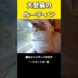 今日のセテさん #猫のいる暮らし #大型猫 #メインクーン
