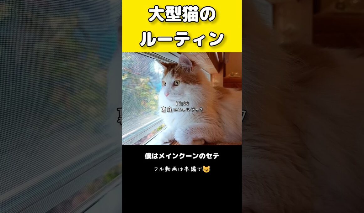 今日のセテさん #猫のいる暮らし #大型猫 #メインクーン