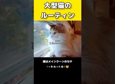 今日のセテさん #猫のいる暮らし #大型猫 #メインクーン