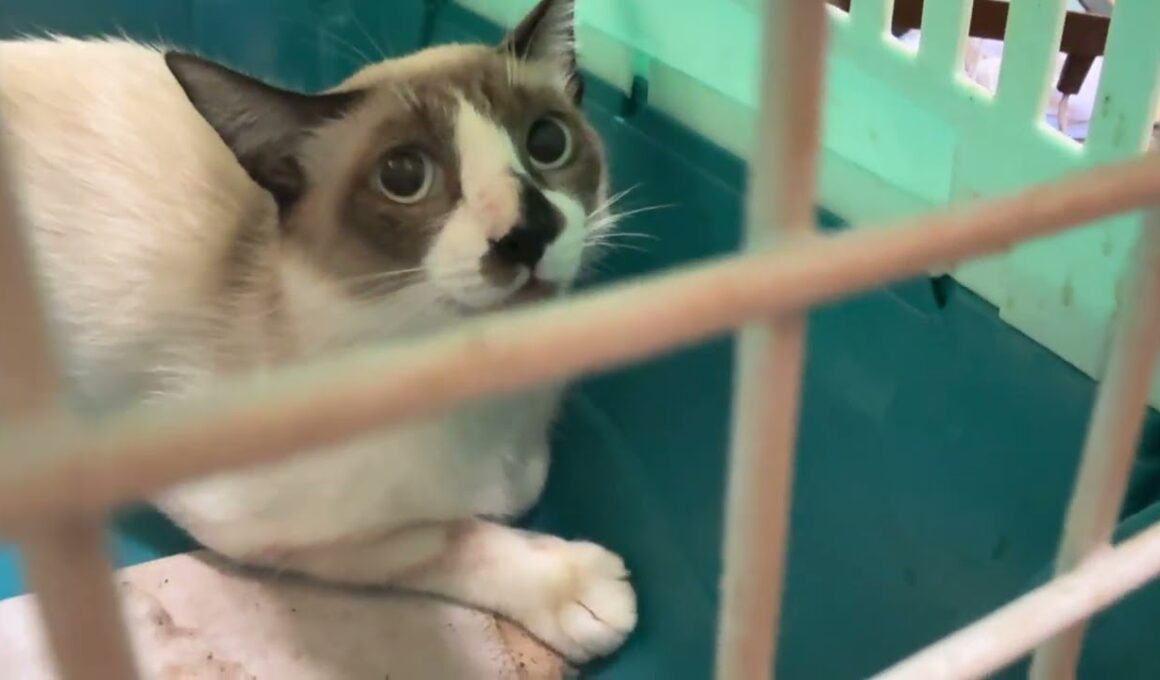 シャム猫のパンダ、去勢するために、ケージへ、なんとか入れたが、ウp主の手は、大けが②