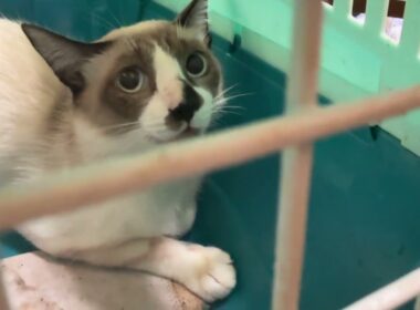 シャム猫のパンダ、去勢するために、ケージへ、なんとか入れたが、ウp主の手は、大けが②