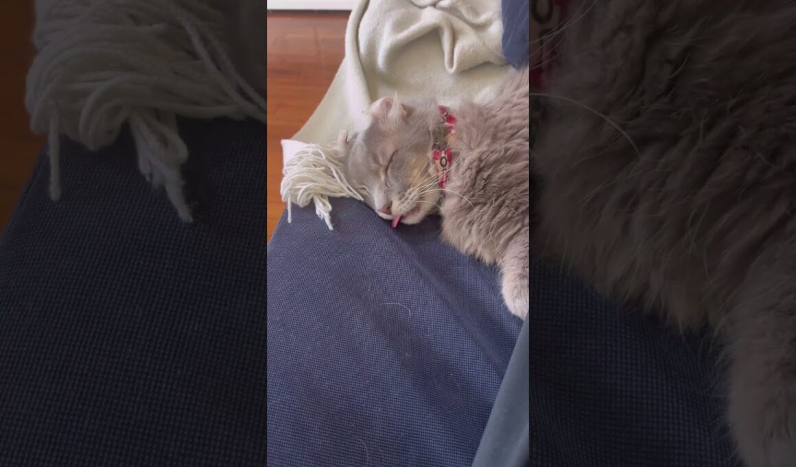 べー #ねこ動画 #アメリカンカール