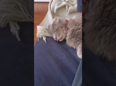 べー #ねこ動画 #アメリカンカール