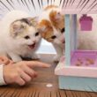 おもちゃのクレーンゲームで猫のおやつをゲットした結果…