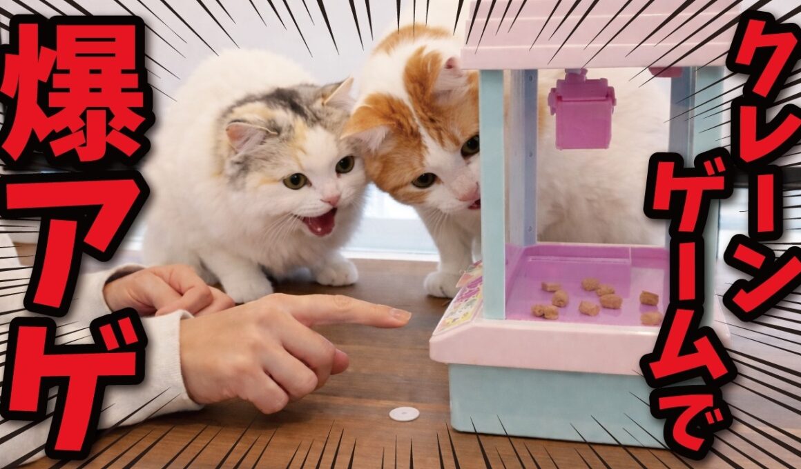 おもちゃのクレーンゲームで猫のおやつをゲットした結果…