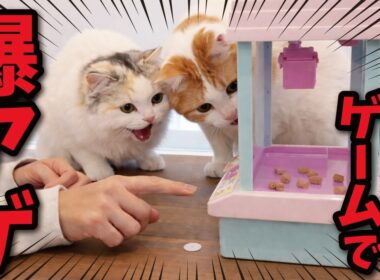 おもちゃのクレーンゲームで猫のおやつをゲットした結果…