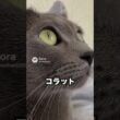 ひざじゃ足りない猫😽…甘える時は腕まで来るコラット｜猫の雑学 #shorts #猫のいる暮らし #猫の雑学 #cat #猫好きさんと繋がりたい