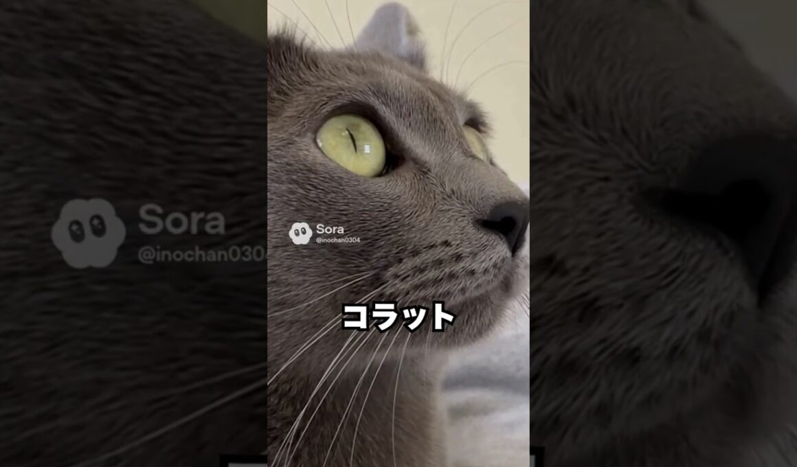 ひざじゃ足りない猫😽…甘える時は腕まで来るコラット｜猫の雑学 #shorts #猫のいる暮らし #猫の雑学 #cat #猫好きさんと繋がりたい