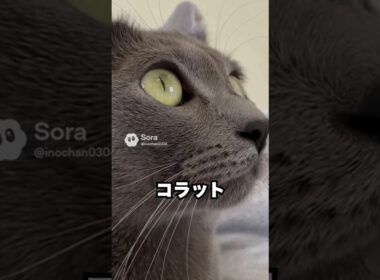 ひざじゃ足りない猫😽…甘える時は腕まで来るコラット｜猫の雑学 #shorts #猫のいる暮らし #猫の雑学 #cat #猫好きさんと繋がりたい