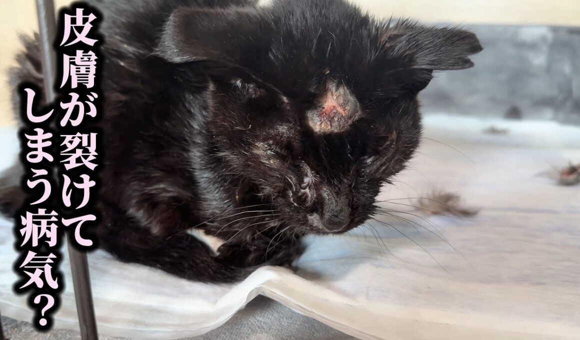 膵炎で入院していた保護子猫に更なる試練が…