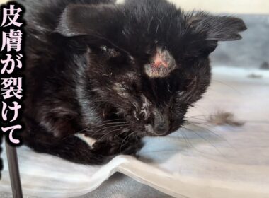 膵炎で入院していた保護子猫に更なる試練が…