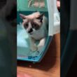 シャム猫のパンダ、去勢を終えて、帰宅。ケージから出そうとしたが