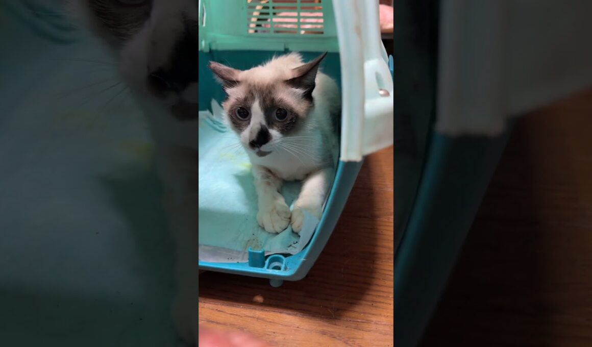 シャム猫のパンダ、去勢を終えて、帰宅。ケージから出そうとしたが