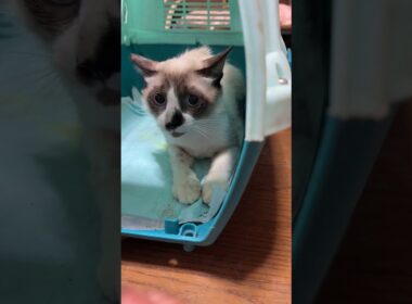 シャム猫のパンダ、去勢を終えて、帰宅。ケージから出そうとしたが