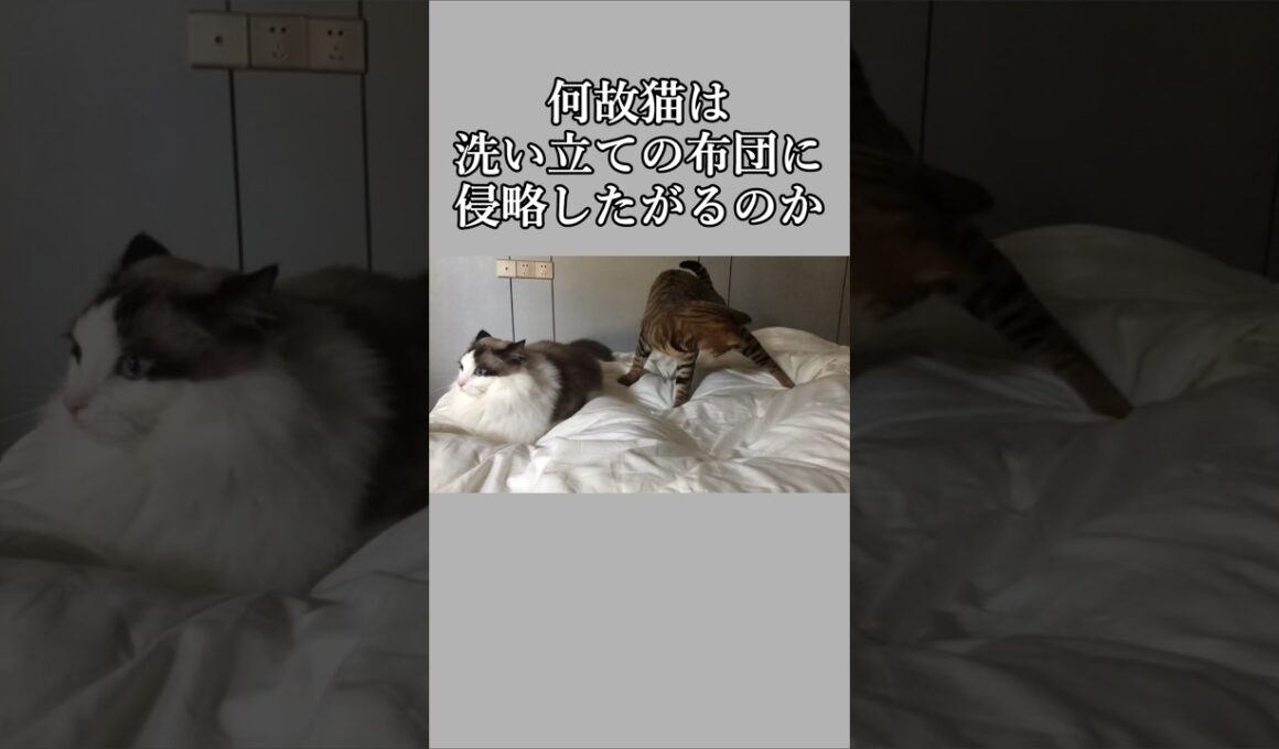 猫、なんで洗い立てで遊ぶの？｜トイガー&ラグドール　#トイガー #ラグドール #catshorts　#猫のいる暮らし #catfunny