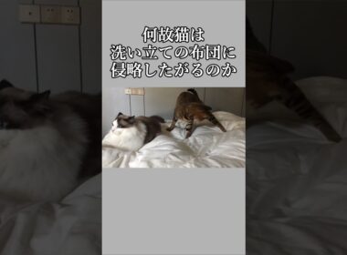 猫、なんで洗い立てで遊ぶの？｜トイガー&ラグドール　#トイガー #ラグドール #catshorts　#猫のいる暮らし #catfunny