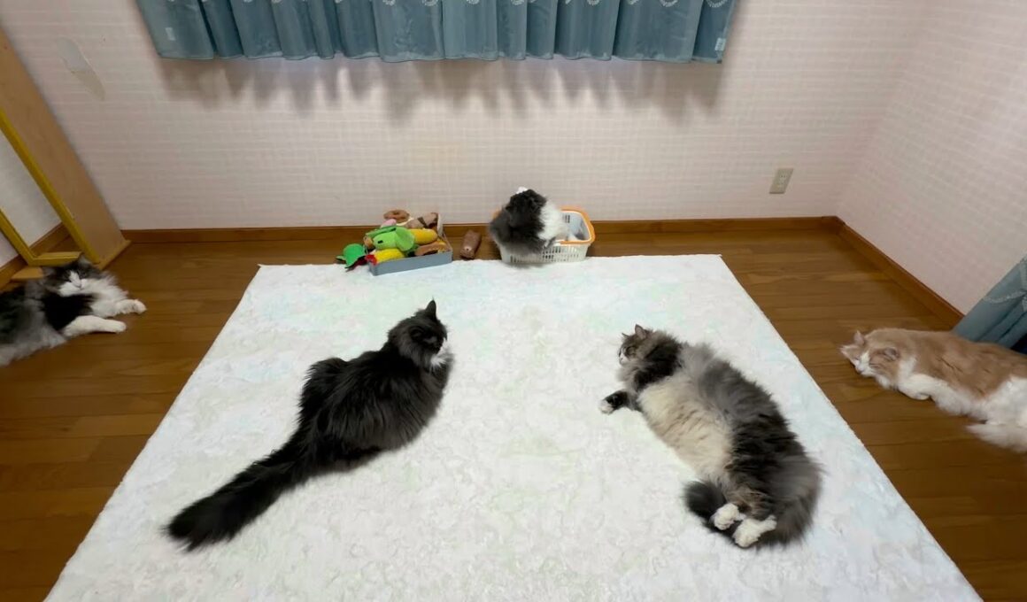 【お昼寝会💤】全員集合して、仲良くお昼寝〜😴ノルウェージャンフォレストキャットとターキッシュアンゴラ