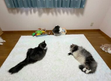 【お昼寝会💤】全員集合して、仲良くお昼寝〜😴ノルウェージャンフォレストキャットとターキッシュアンゴラ