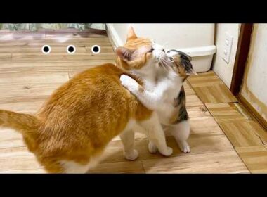 子猫からの激しい愛に疲れた先住猫