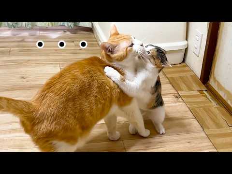 子猫からの激しい愛に疲れた先住猫