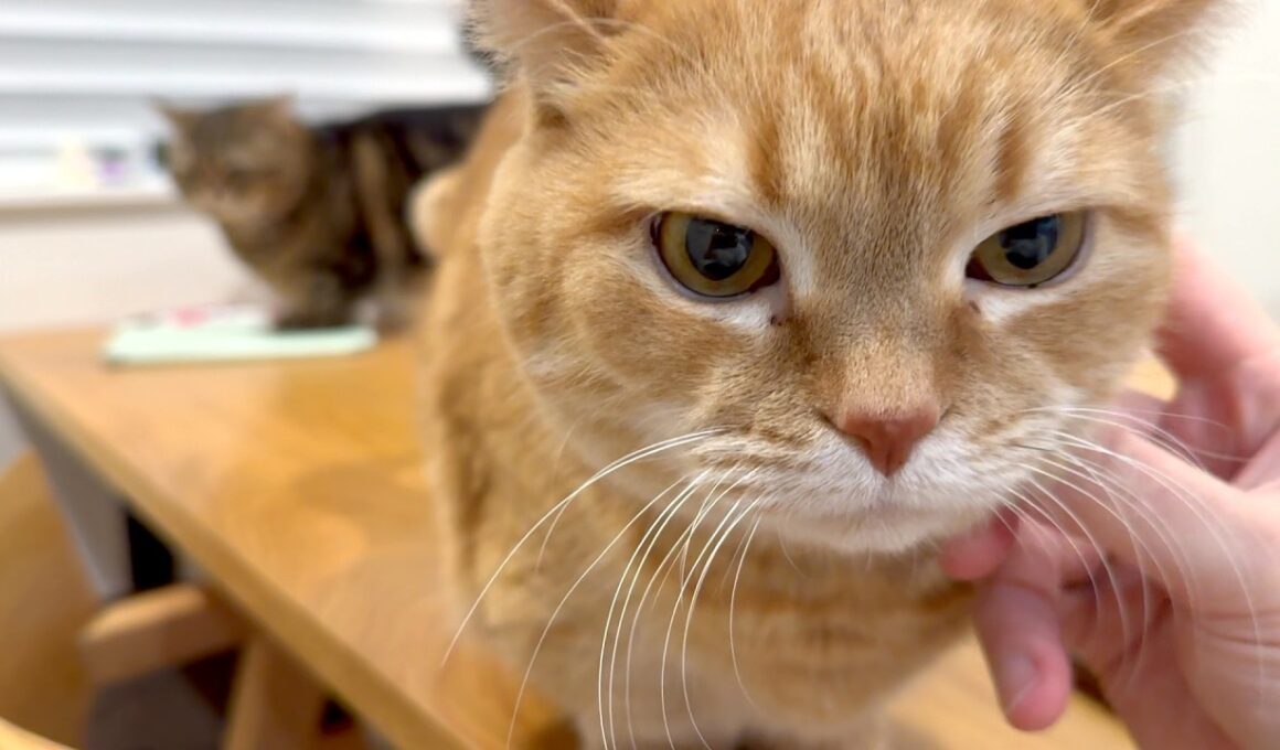 【ママ入院初日】男どもで嵐の前の静けさを堪能する