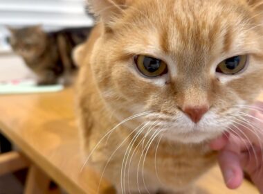 【ママ入院初日】男どもで嵐の前の静けさを堪能する