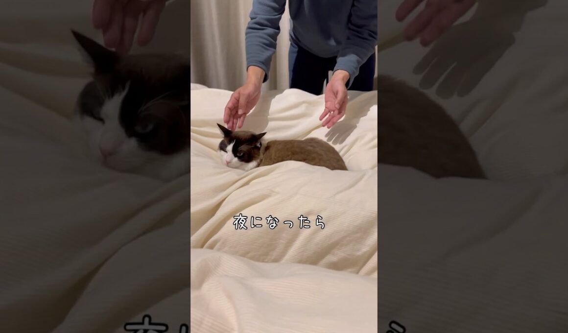 すみっこで寝るのが嬉しくて仕方ないパパ。 #ラグドール #cat