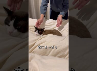 すみっこで寝るのが嬉しくて仕方ないパパ。 #ラグドール #cat