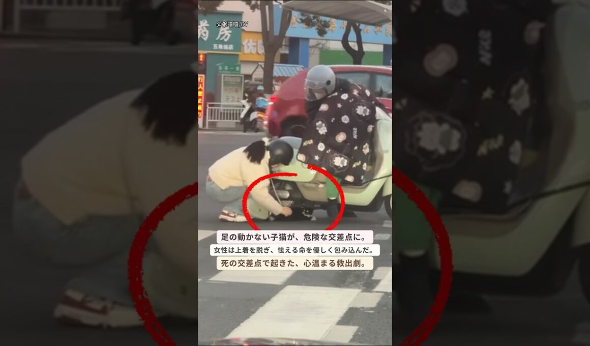 後ろ足が動かない子猫を救った心温まる瞬間 #猫救助 #保護猫 #子猫 #心温まる #感動