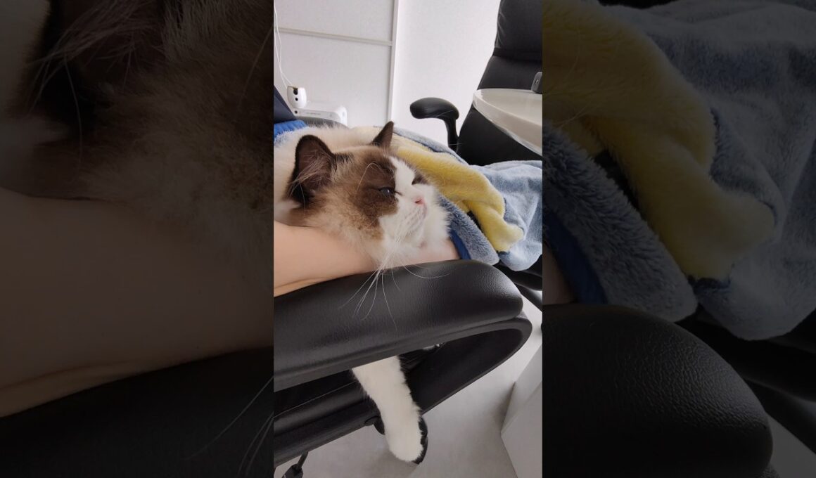 今日のくっつき虫👶🏻 #shorts #猫 #ラグドール #甘えん坊猫 #もふもふ #猫のいる暮らし
