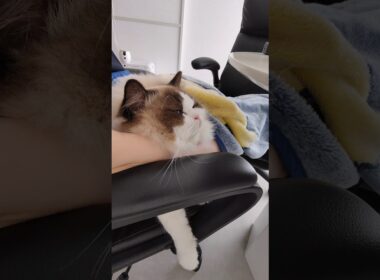 今日のくっつき虫👶🏻 #shorts #猫 #ラグドール #甘えん坊猫 #もふもふ #猫のいる暮らし