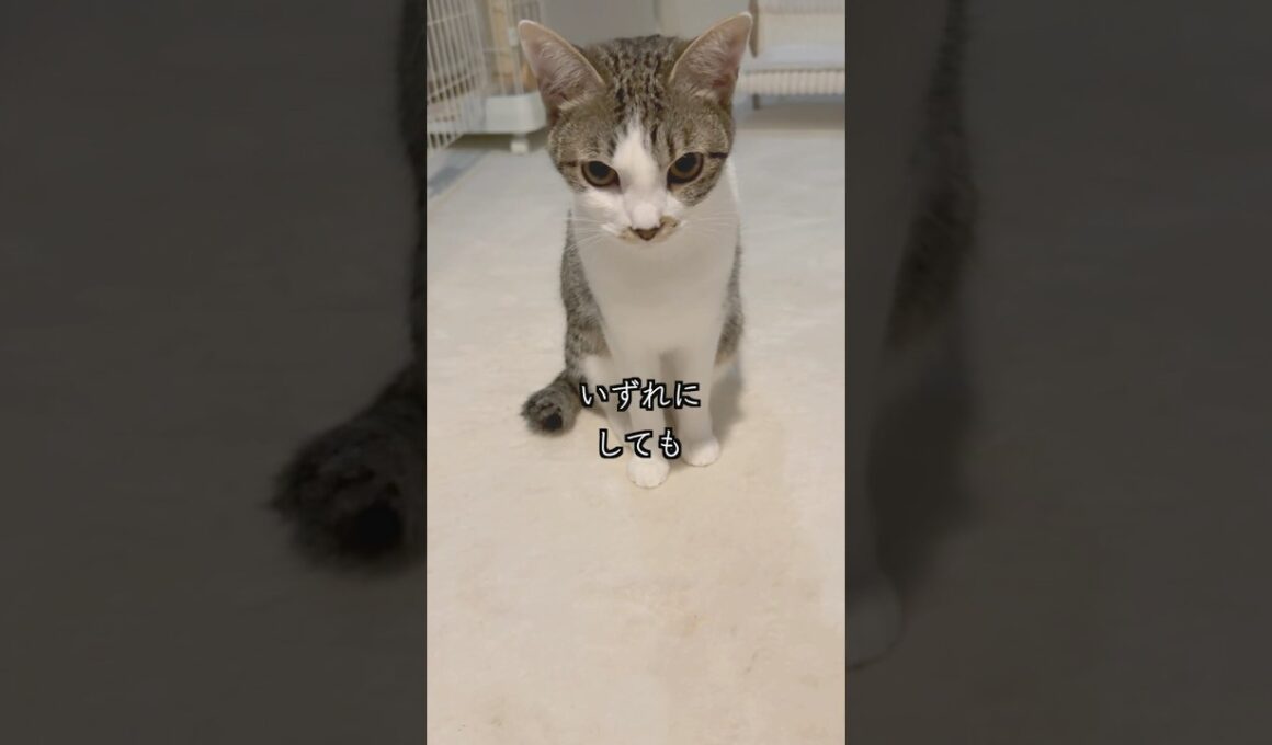 心臓疾患の子猫の避妊手術前に、とうとうアレがやってきました🐱 #shorts  #子猫の成長日記 #保護子猫