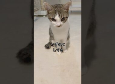 心臓疾患の子猫の避妊手術前に、とうとうアレがやってきました🐱 #shorts  #子猫の成長日記 #保護子猫