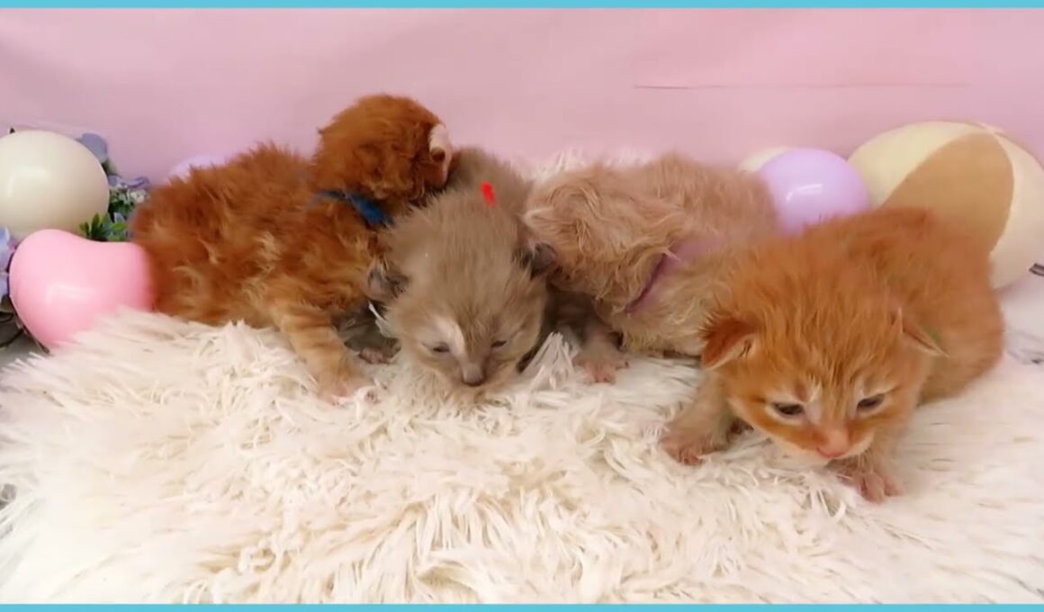 ペットショップcoo&riku No.00749366 アメリカンカール