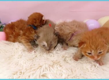 ペットショップcoo&riku No.00749366 アメリカンカール