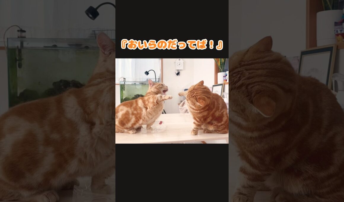 ビニール袋をめぐるマンチカン兄弟のかわいいけんか #猫 #マンチカン #shorts