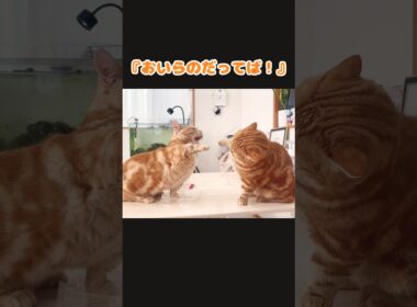 ビニール袋をめぐるマンチカン兄弟のかわいいけんか #猫 #マンチカン #shorts