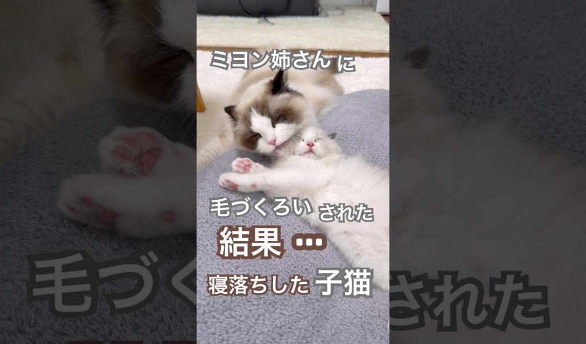 ミヨン姉さんに毛づくろいされた結果…寝落ちしちゃった子猫あんずが可愛すぎました🥰💕#ラグドール #子ネコ #猫好きさんと繋がりたい #猫のいる暮らし #ねこ動画