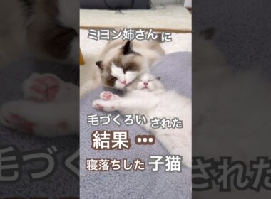 ミヨン姉さんに毛づくろいされた結果…寝落ちしちゃった子猫あんずが可愛すぎました🥰💕#ラグドール #子ネコ #猫好きさんと繋がりたい #猫のいる暮らし #ねこ動画