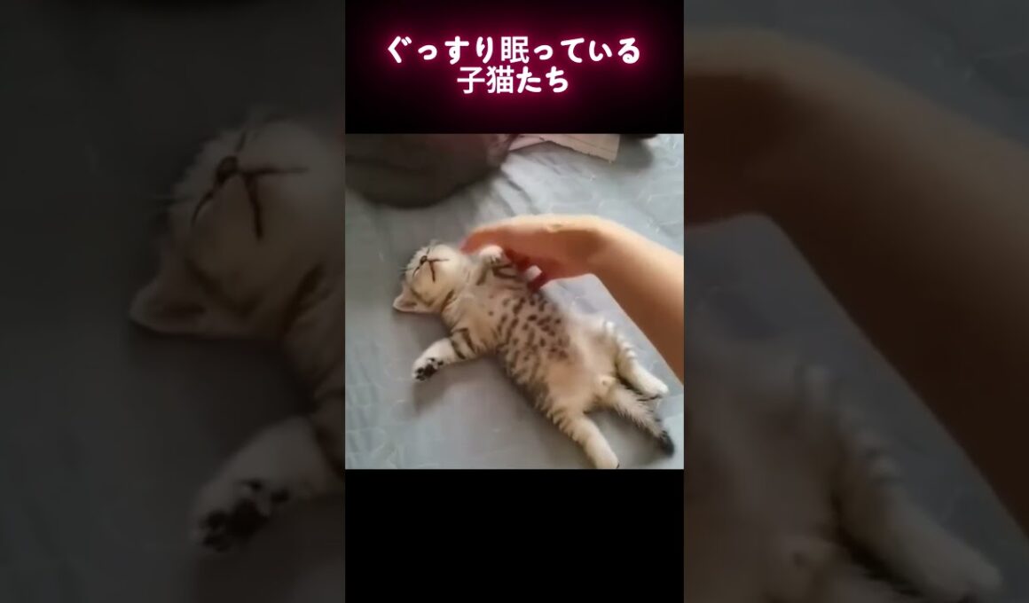 ぐっすり眠っている子猫たち