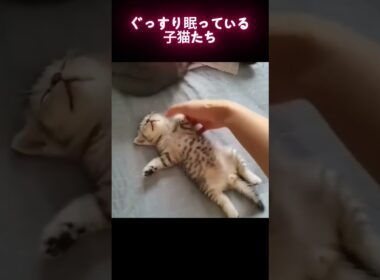 ぐっすり眠っている子猫たち